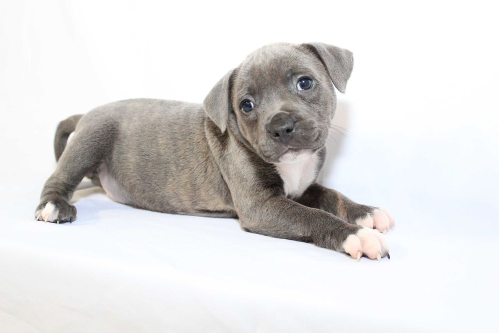 Staffordshire Bull Terrier-staffik stafik