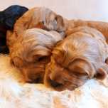 Uroczy cocker spaniel