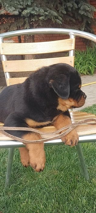 Цуценята ротвейлера,ротвейлер