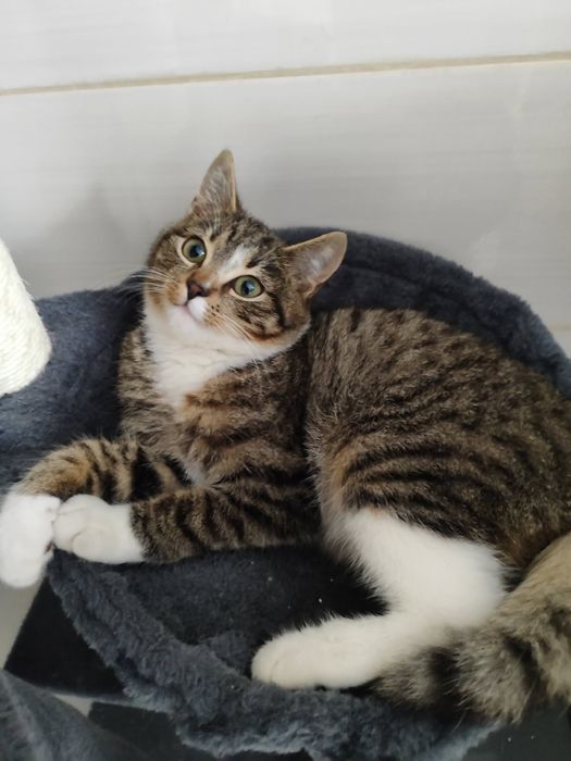 Oddam Kota w dobre ręce