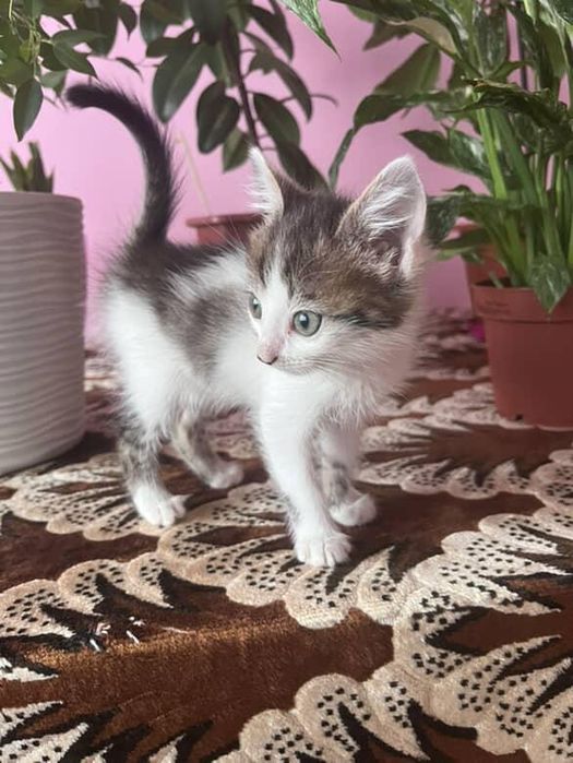 Шукаємо добрі ручки !