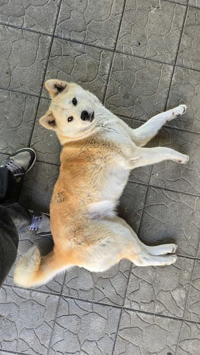 Загубилася собака