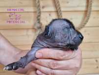 Nagi pies meksykański Mini- Xoloitzcuintli (Xolo)