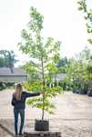 Ambrowiec amerykański/ Liquidambar styraciflua