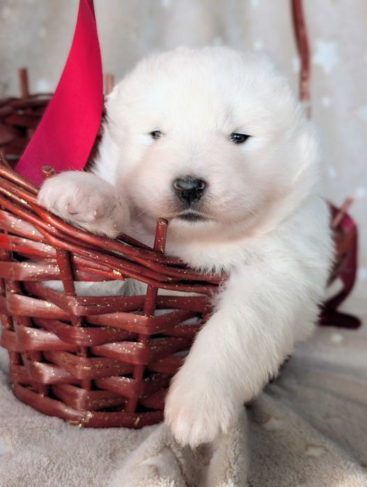 samoyed, samiec, odbiór koniec LISTOPADA 2025, Sesto Senso