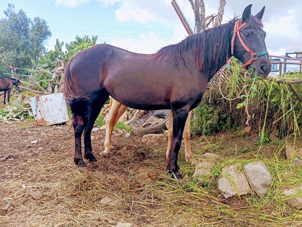 Égua cruzada parinda