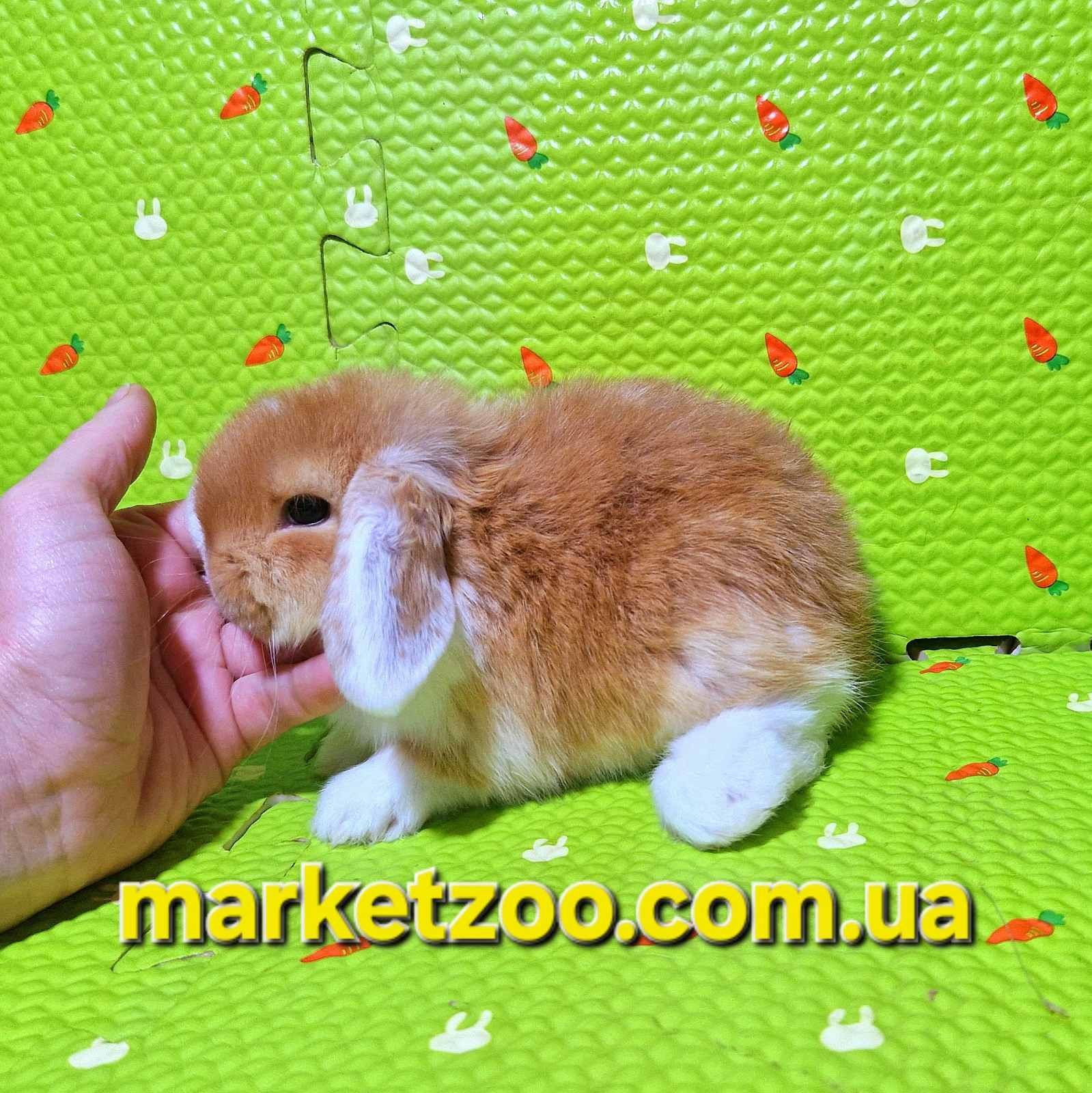 Милий кролик породи Mini Lop шукає дім!