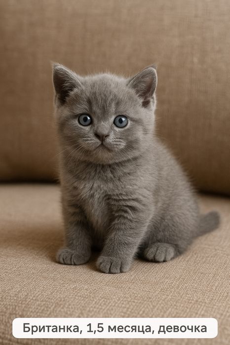 Британец британские котята