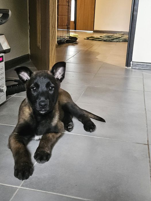 Oddam Malinosa w dobre ręce