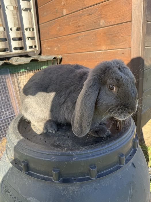 Królik Baran francuski FBN niebieski