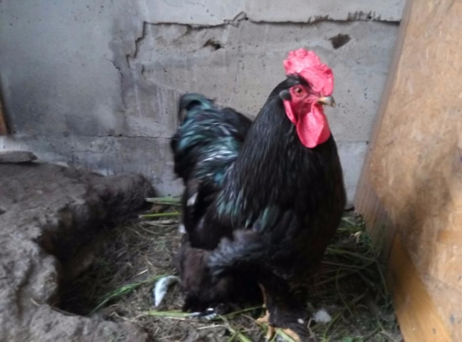 Кохінхіни кури та курчата