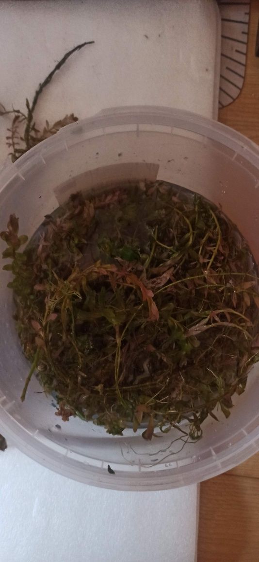 Sprzedam roślinka akwariowa rotala