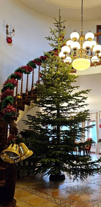 Duże Choinki | Jodła kaukaska 2–4 m | FV VAT, transport, montaż