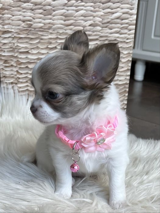 ZAREZERWOWANA– Chanel, piękna długowłosa sunia