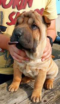 Shar pei ,sunia z rodowodem,Blair