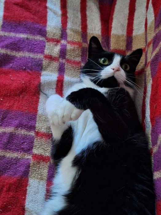 AFERKA - oddana, urocza kotka do adopcji jako jedynaczka