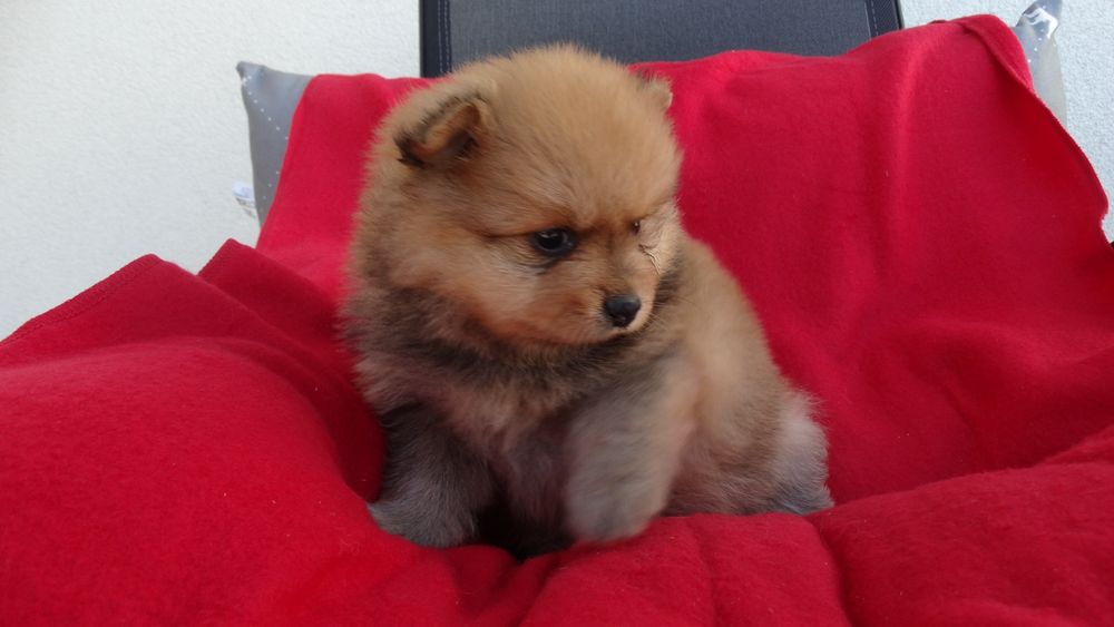 Szpic miniaturowy suczka z rodowodem