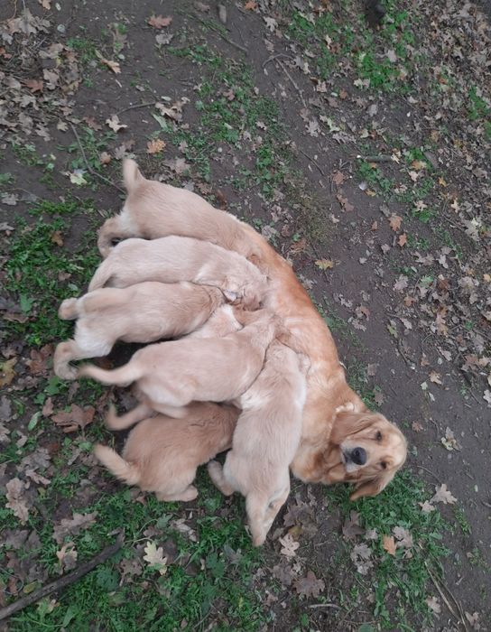 Suczka golden retriever z rodowodem