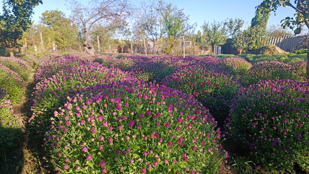 Хризантеми Мультифлора