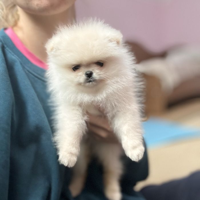 лялькова дівчинка тип ведмедик