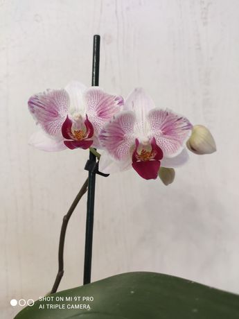 Продам орхидею бабочку Литл джем