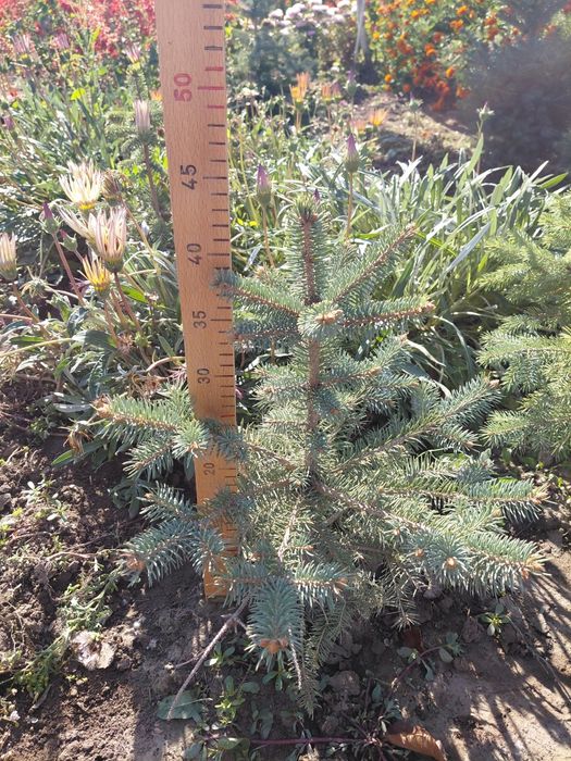 Саджанці блакитна ялинка Маджестік Блю, саженцы ель голубая  Маджестик