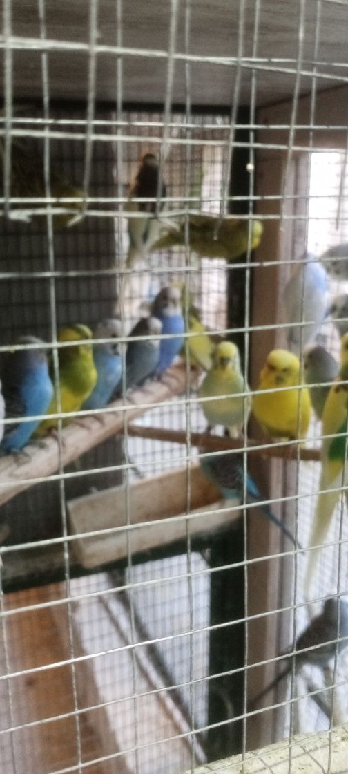 Periquitos australianos