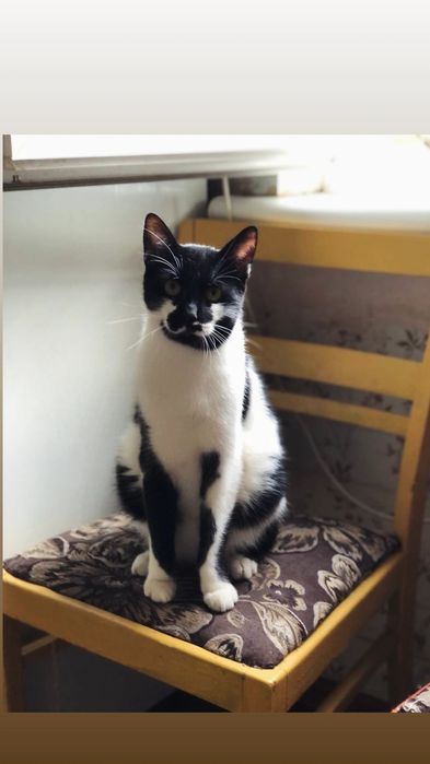 Отдам черно-белого кота, 1 год, кастрирован, привит