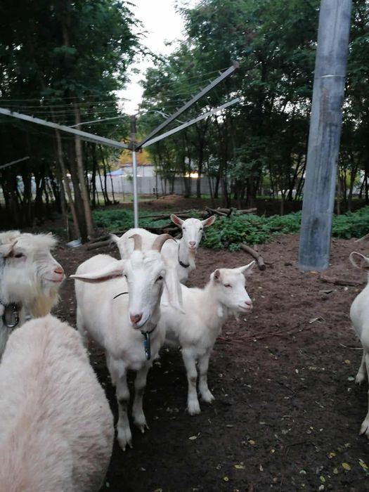 Sprzedam kozy 3 sztuki