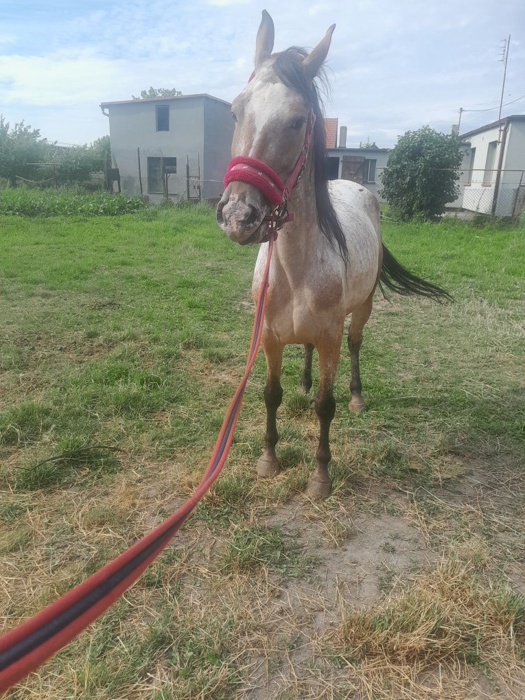 Sprzedam klacz 4 lata typ szlachetny