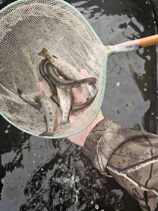 Narybek kroczek pstrąga pstrag tęczowy potokowy