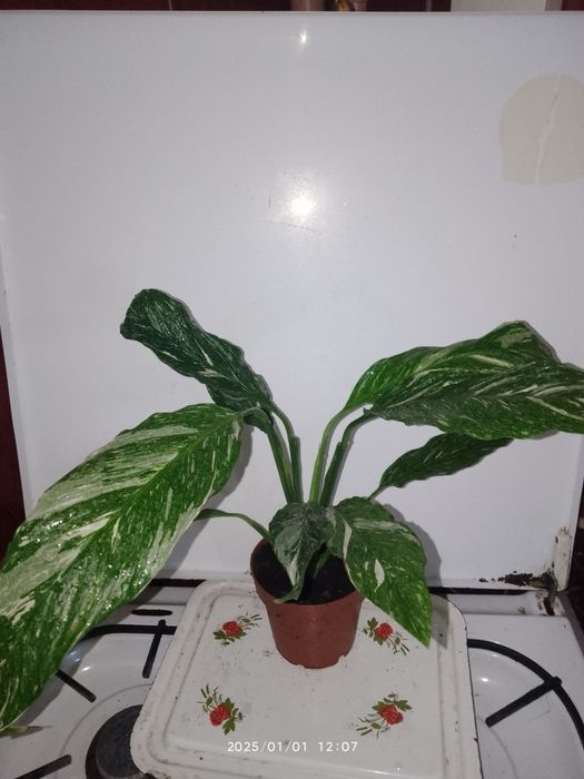 Фатсія,Спатіфілум крисивої варієгатності і інші рослини.і