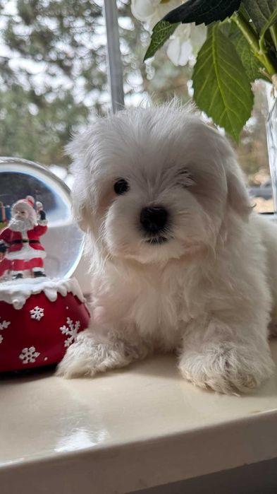 Maltańczyk Piesek z Rodowodem. Chip, Umowa.