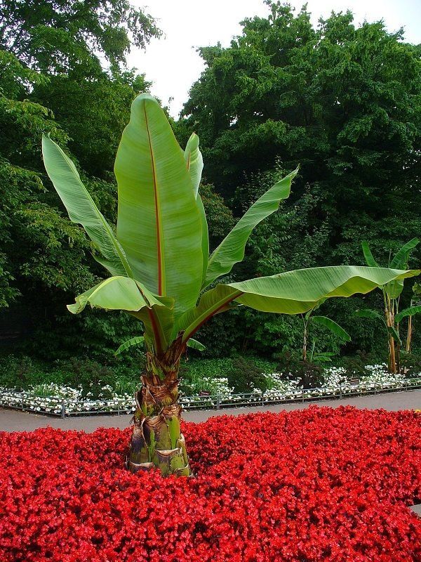 Bananowiec zielony ensete ventricosum green