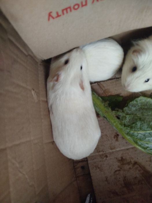 Терміново!!! Морські свинки