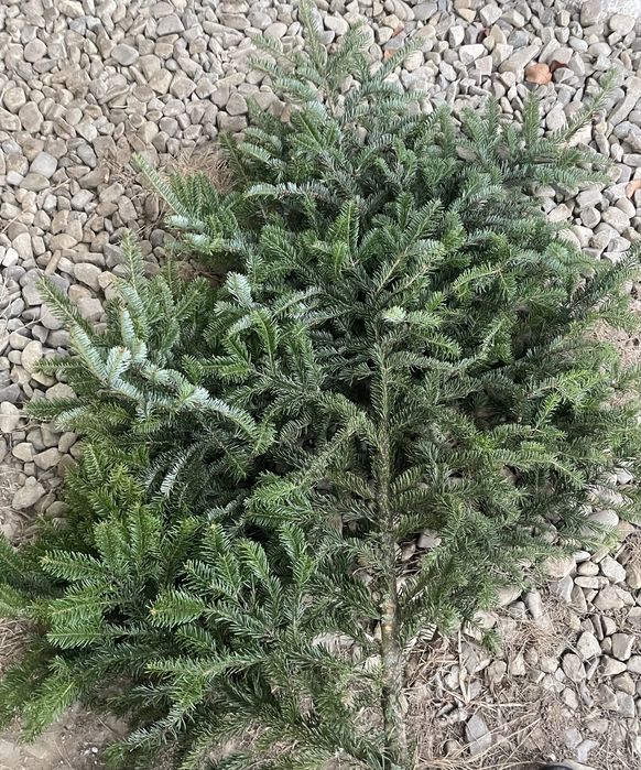 Гілки хвої (ялинки)