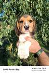 Beagle TRI color szczeniak pies suka