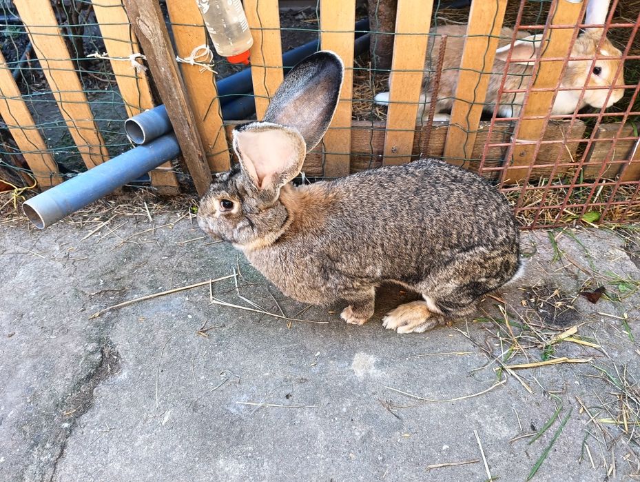 Olbrzym belgijski brązowy samica