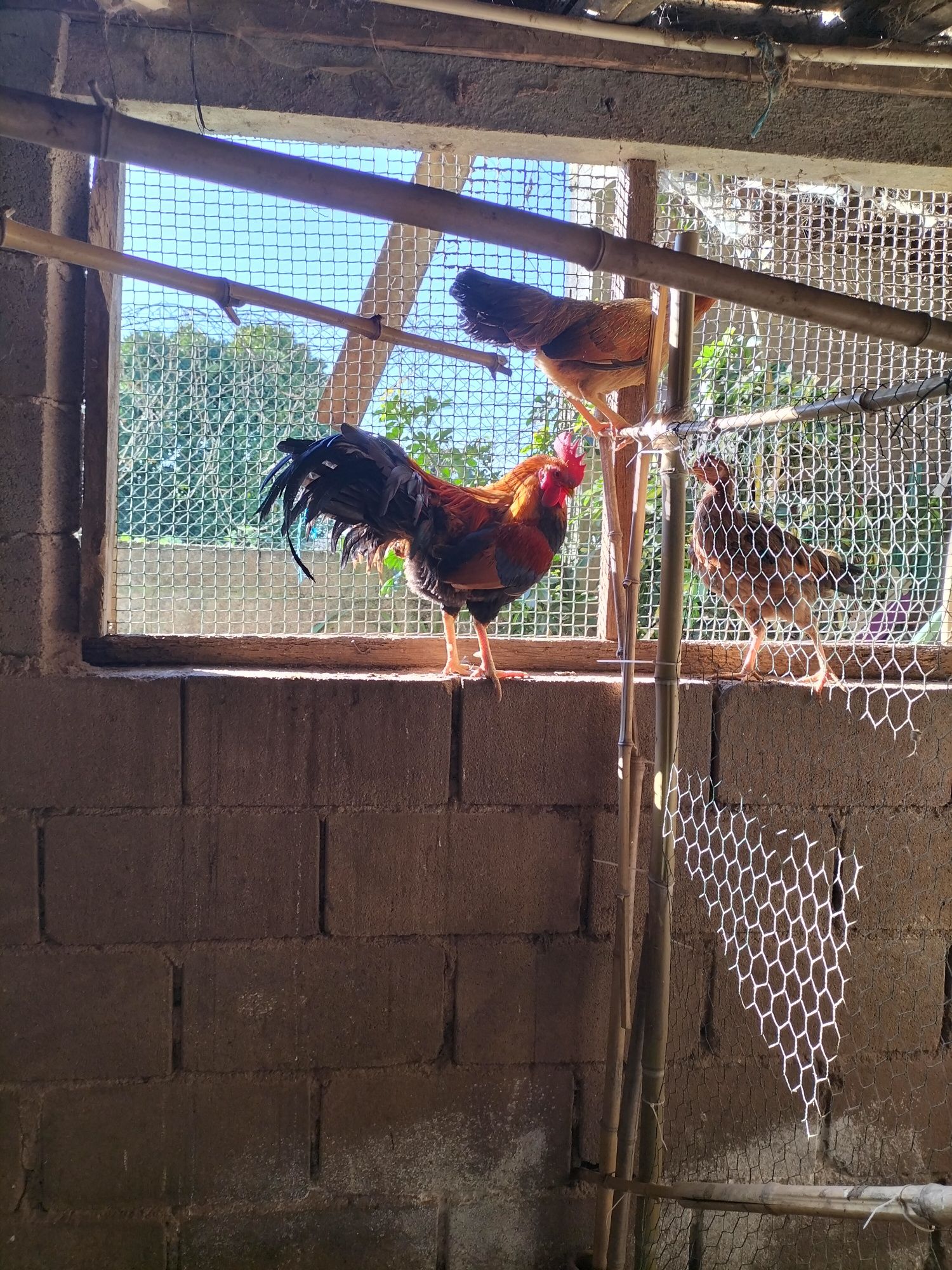 Trio de Ayam Ketawa
