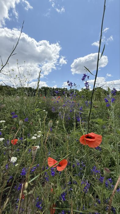 Продаж земельної ділянки Підгайці