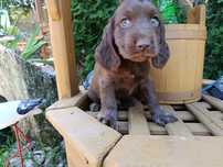 Cocker spaniel angielski sunia