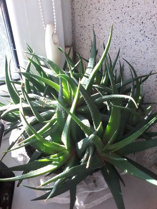 Кактуси рідкісні та різні