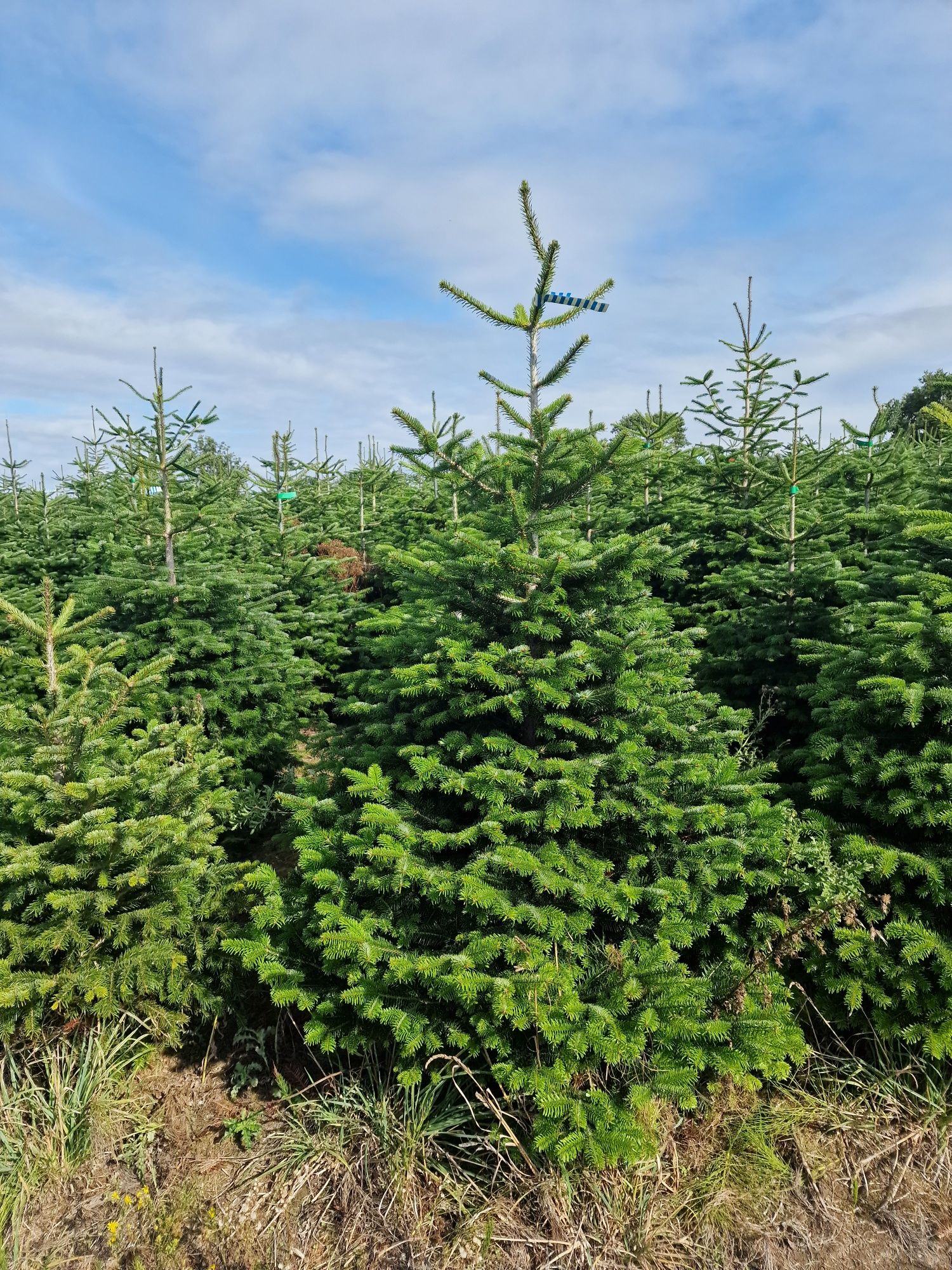 Jodła Kaukaska plantacja Dania