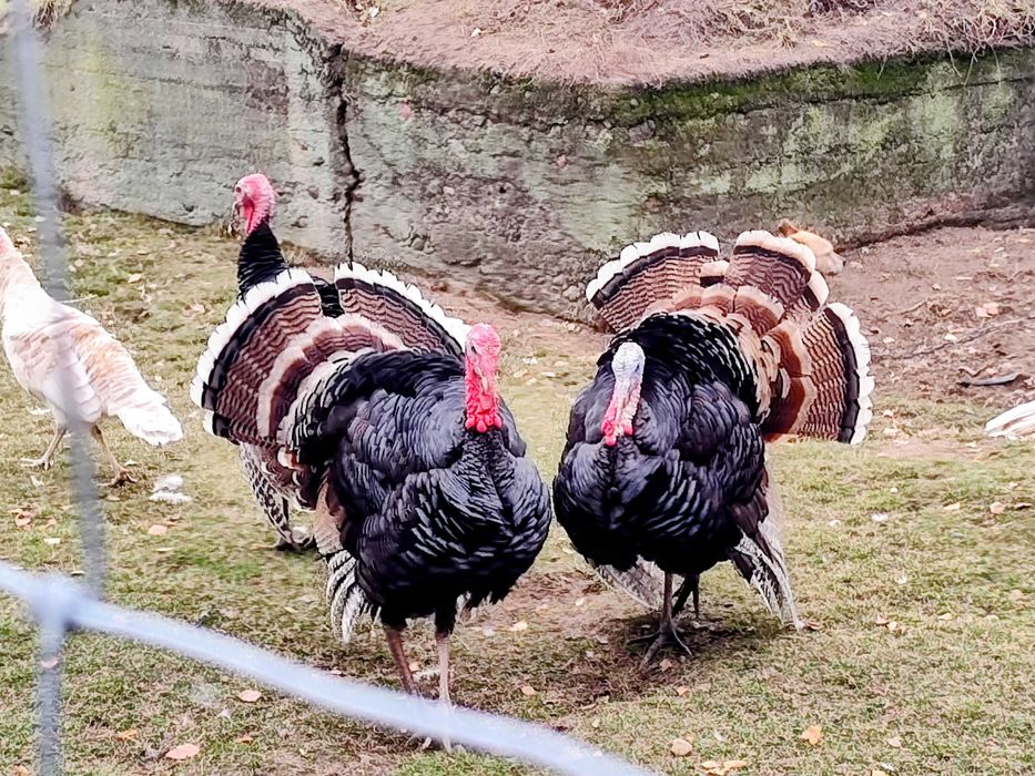 Indyki Bronz Szerokopierśny