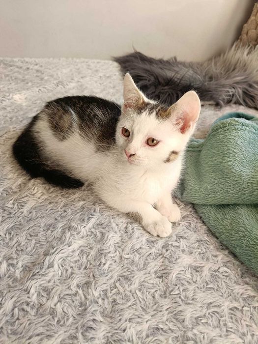 Barnaba biało-bury przytulas