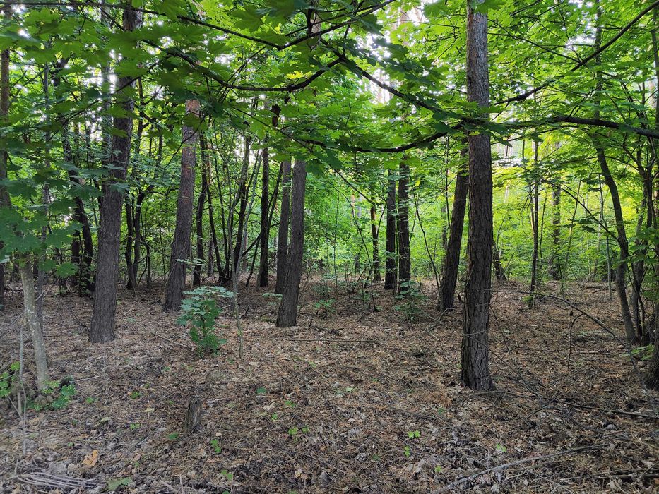 Місце мрії! 15 соток під забудову прямо в лісі, біля озера.
