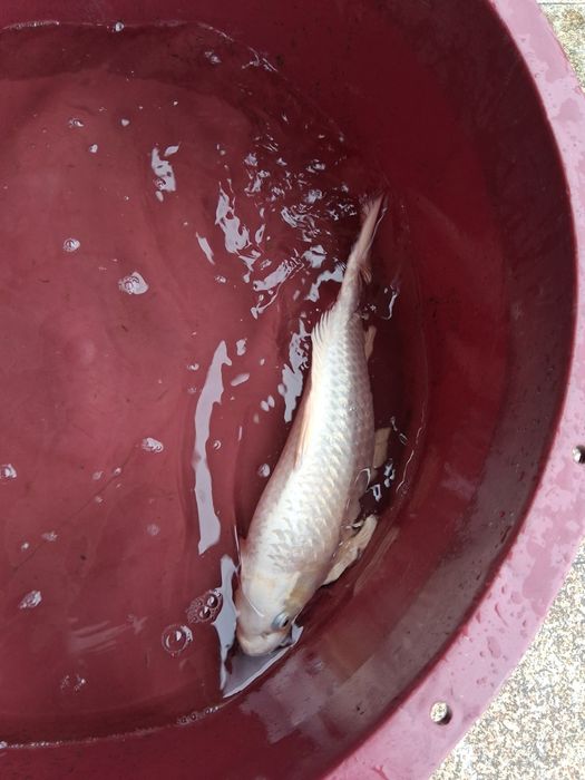 Carpa koi japonesa