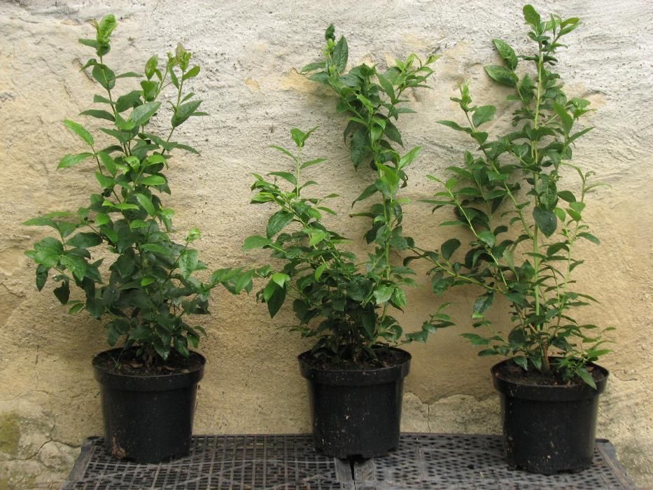 Borówka Amerykańska 2-3litry doniczka, 40-90cm