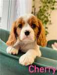 Suczka Cherry cavalier king charles spaniel RODOWÓD