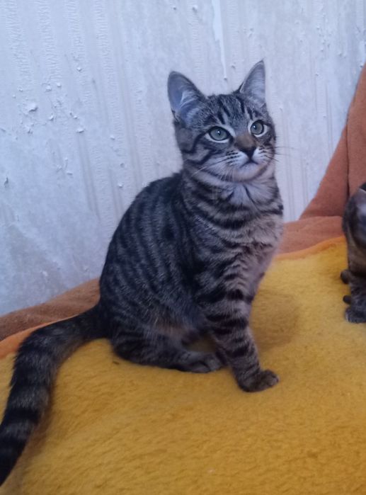 Полосатые котята мальчики табби ищут дом! Котенок в хорошие руки!